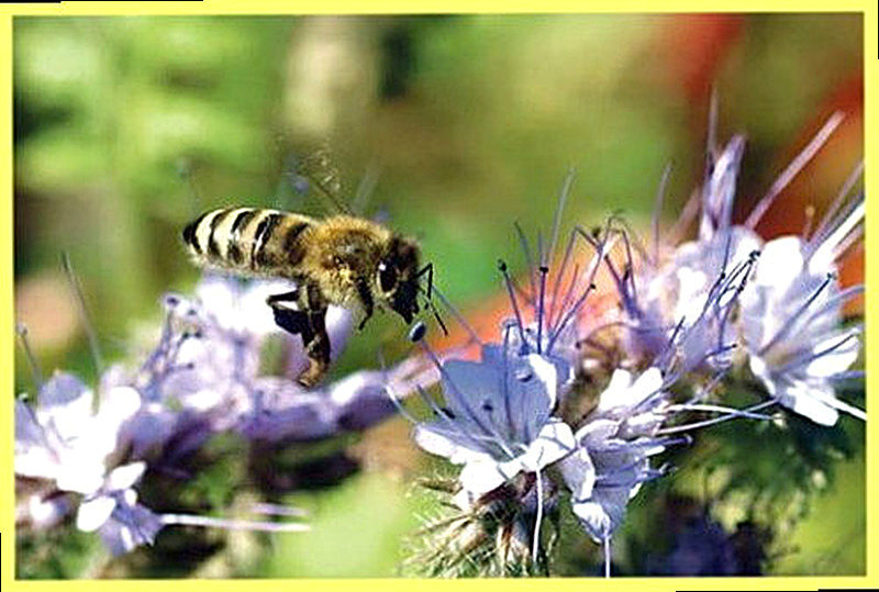 Фацелия медонос полезные свойства