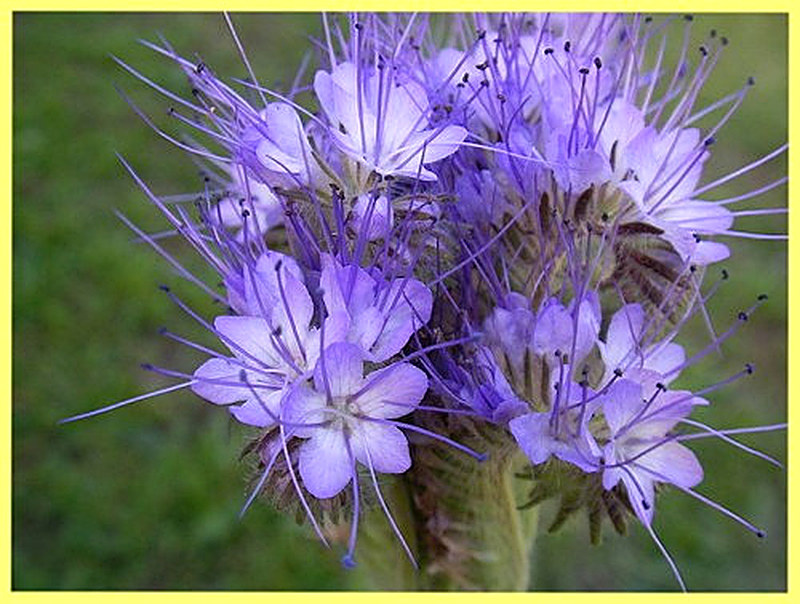 Фацелия пижмолистная фото
