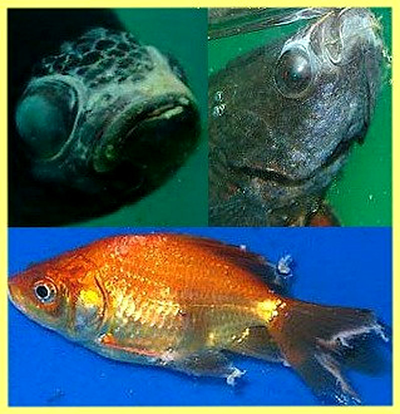 Щелочная болезнь у рыб