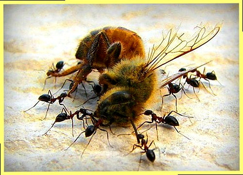 защита улья от муравьёв