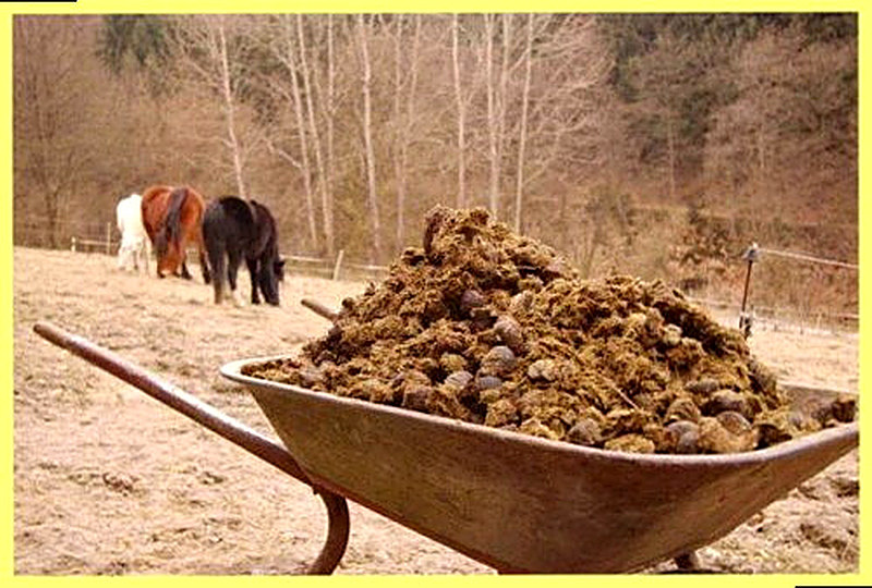 Конский навоз как удобрение как применять
