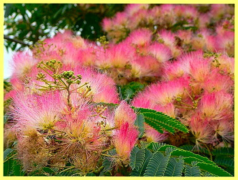 Шелковое дерево