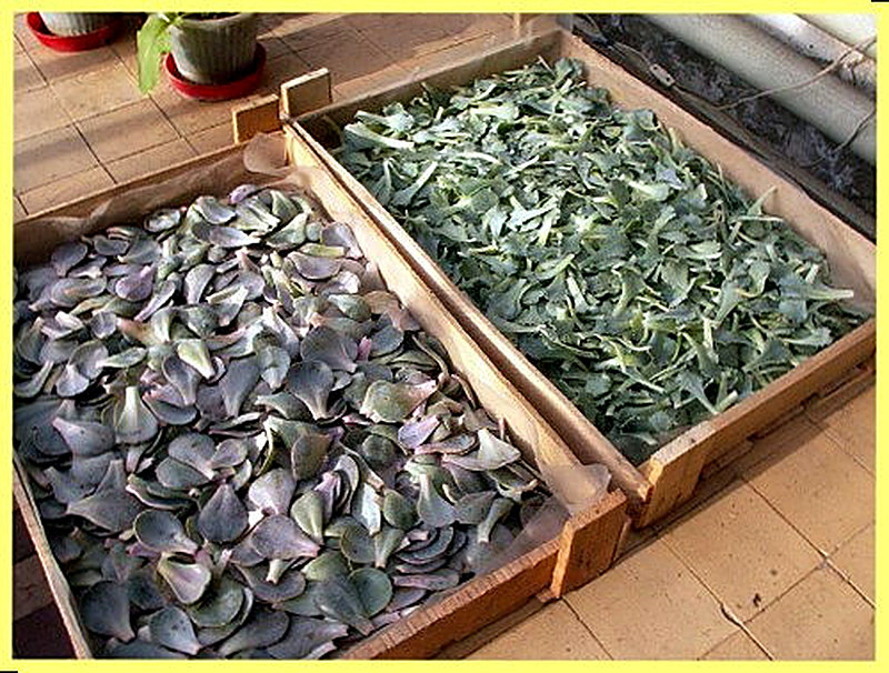 Суккуленты размножение листом