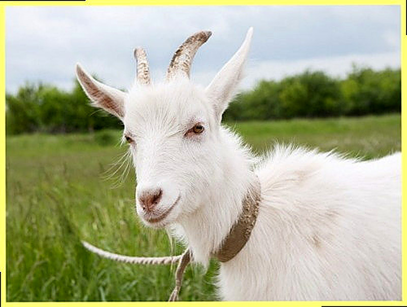 Пастбищное кормление коз