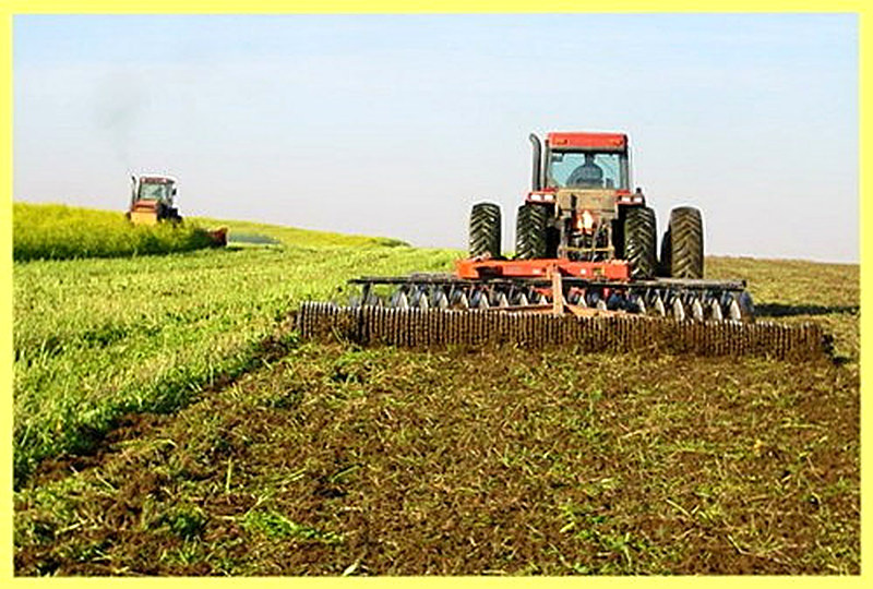 Зеленое удобрение сидераты