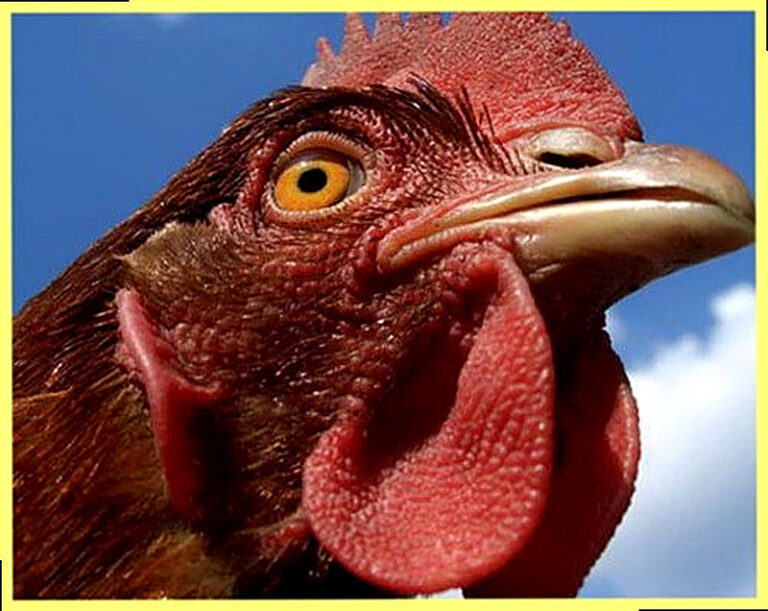 Болезни кур несушек и их лечение фото