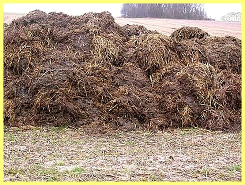 Свойства навоза крупного рогатого скота