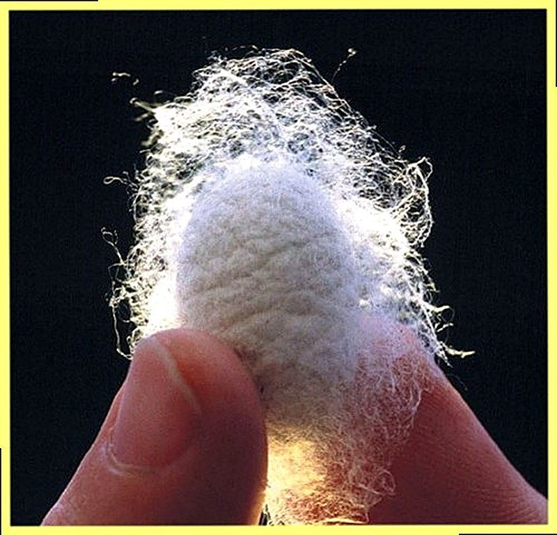 Шелковица история происхождения