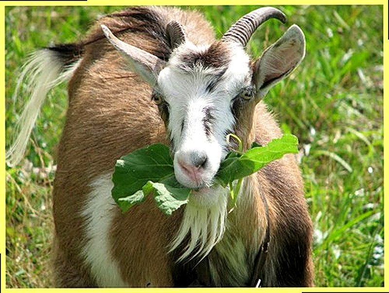 Кормление коз в домашних условиях фото