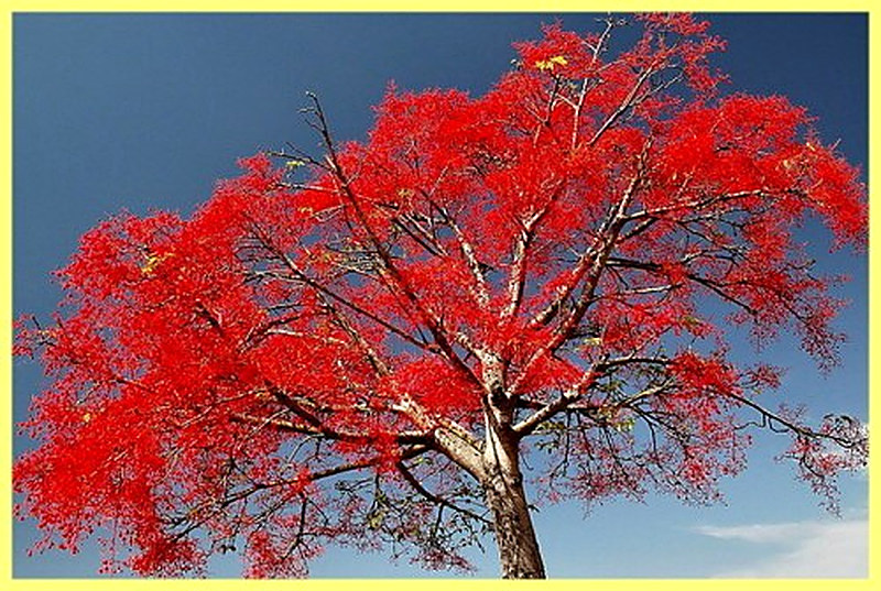 Шелковое дерево