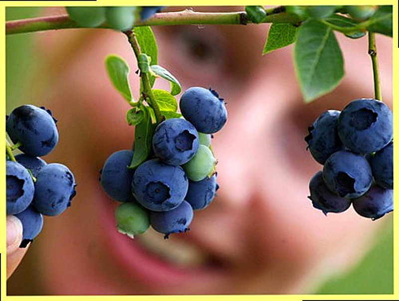 Лечебные свойства черники и противопоказания