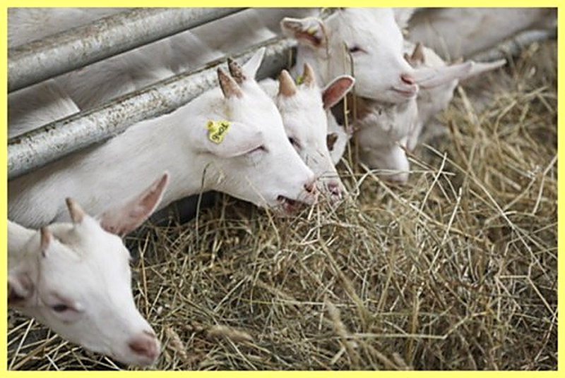 Кормление коз в домашних условиях фото