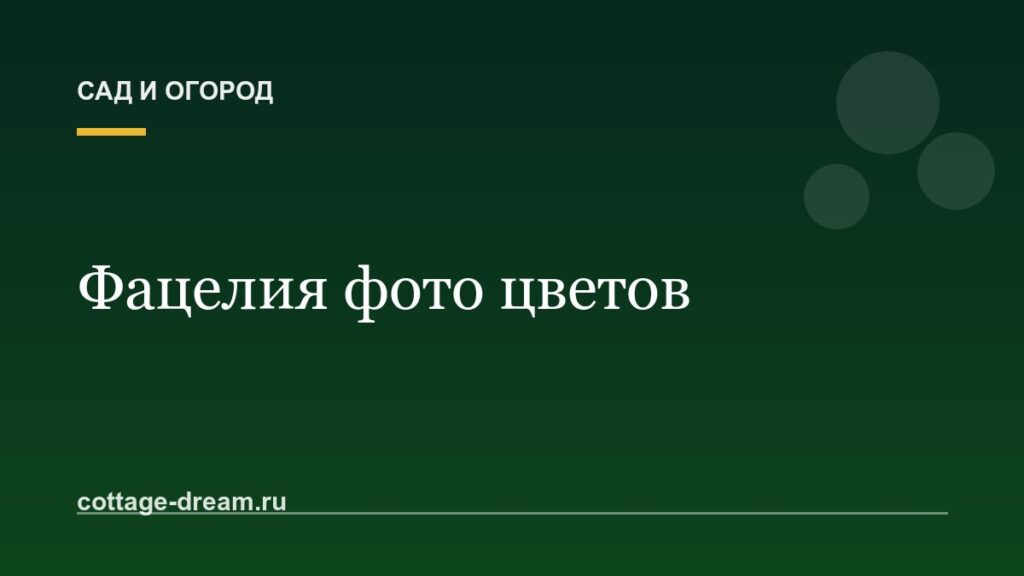 Фацелия фото цветов: медоносное растение