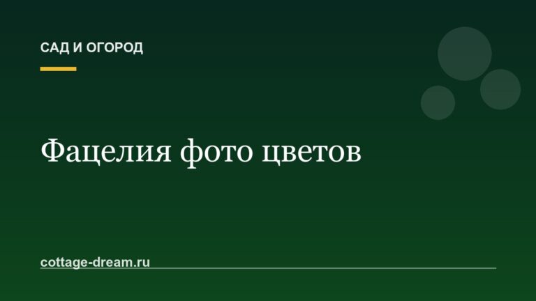 Фацелия фото цветов: медоносное растение