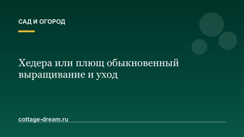 Хедера или плющ обыкновенный выращивание и уход