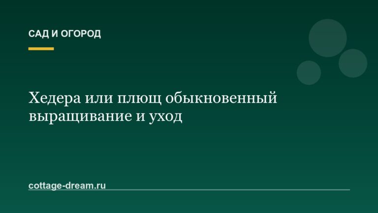 Хедера или плющ обыкновенный выращивание и уход