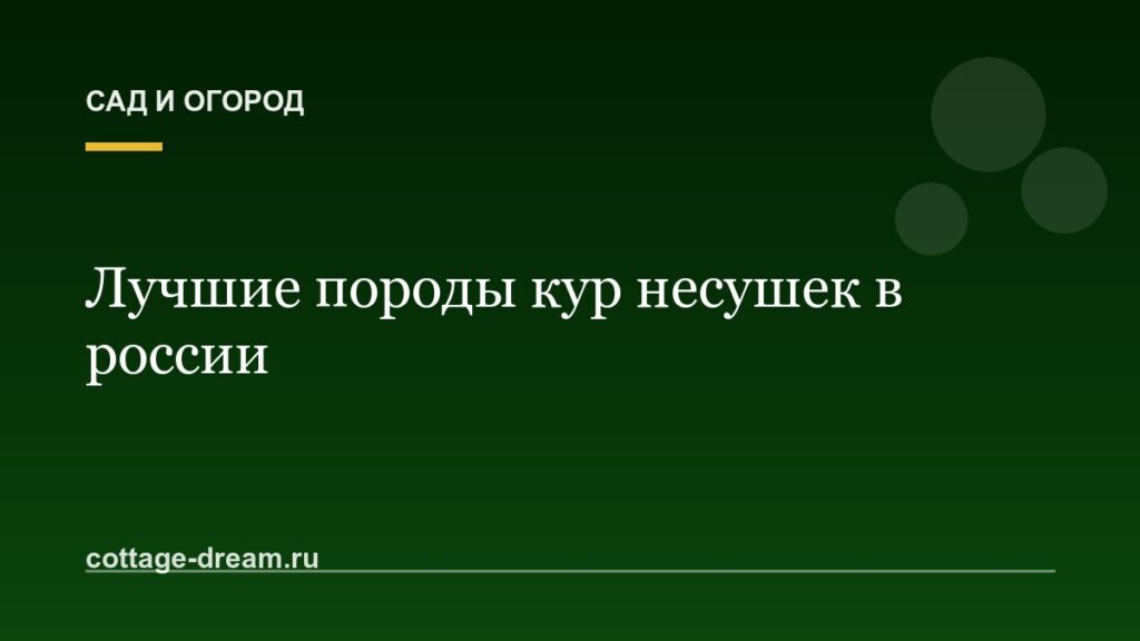 Лучшие породы кур несушек в россии