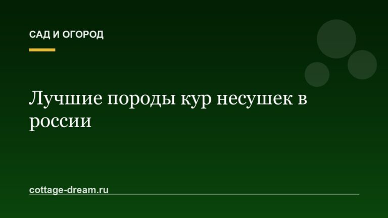 Лучшие породы кур несушек в россии