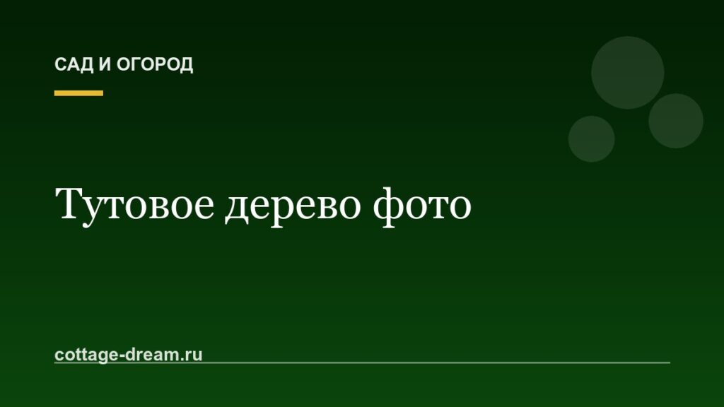 Тутовое дерево фото: шелковица