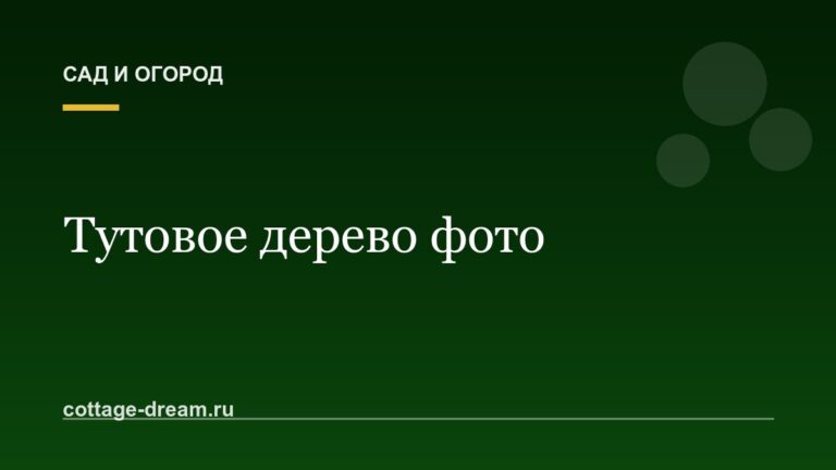Тутовое дерево фото: шелковица