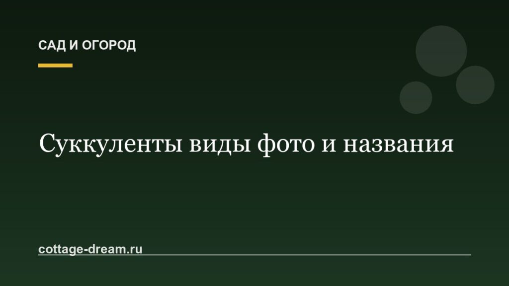 Суккуленты виды фото и названия