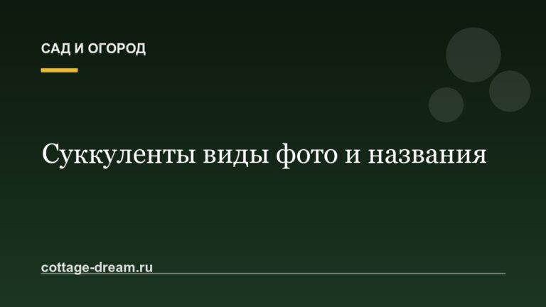 Суккуленты виды фото и названия