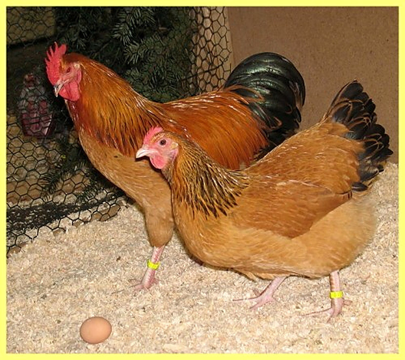 Как содержать кур кучинской породы