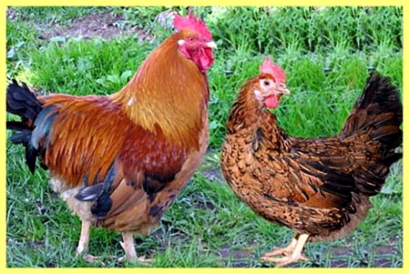 Кучинская юбилейная порода кур описание