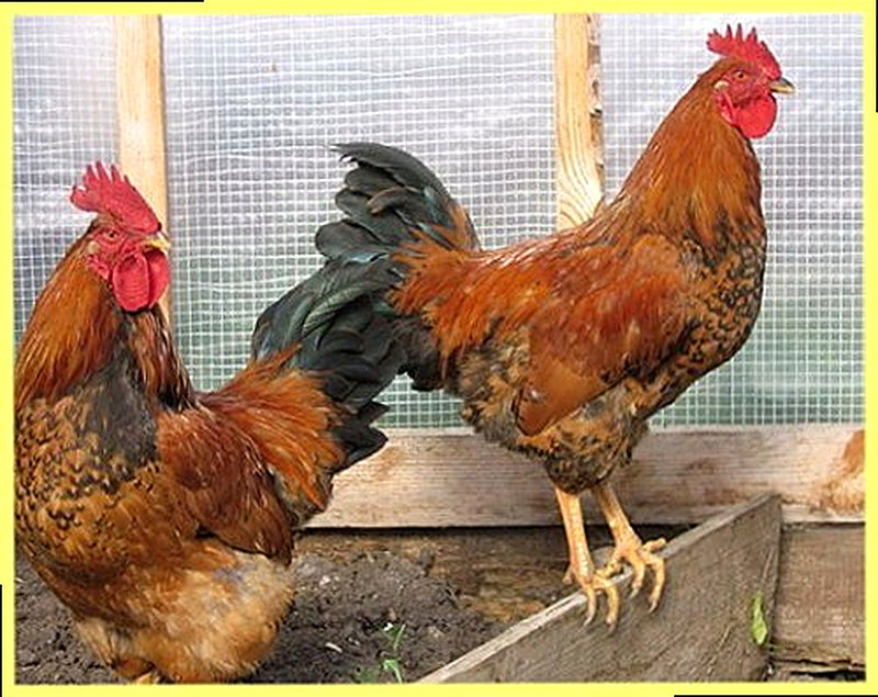 Внешний вид кучинской породы кур