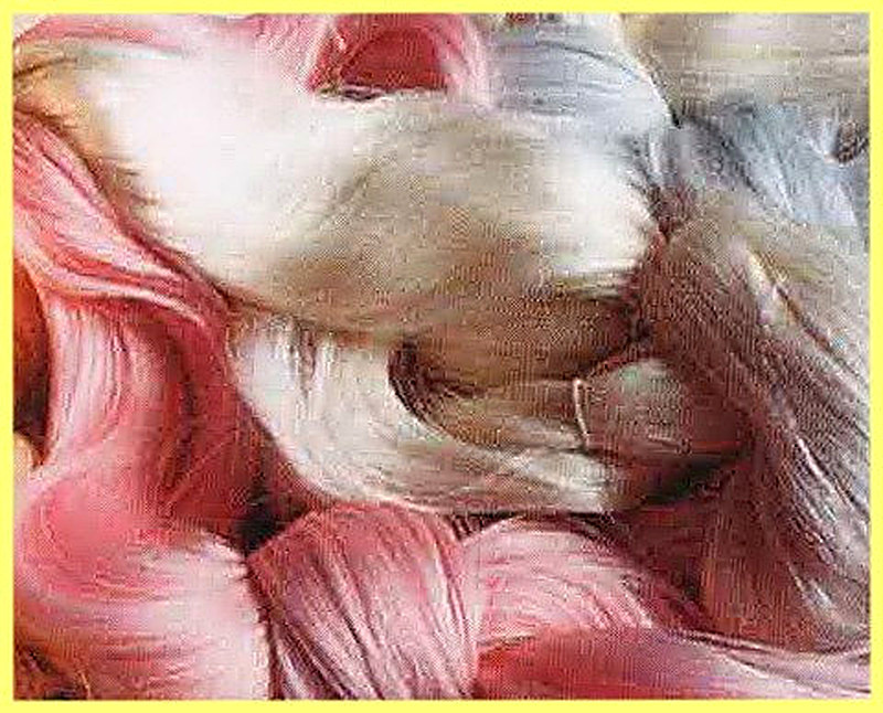 Как получают шелковые нити и ткани