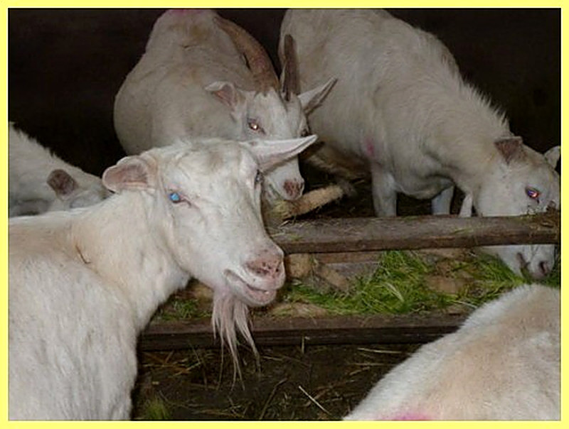 Кормление коз зимой