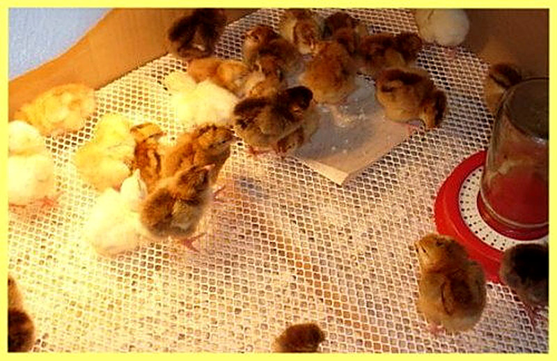 Как содержать и выращивать цыплят кучинской породы