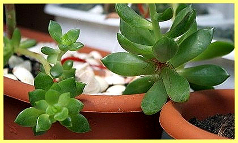 Листовые суккуленты