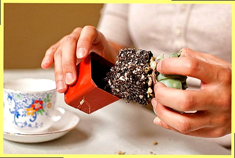 Как пересаживать суккуленты