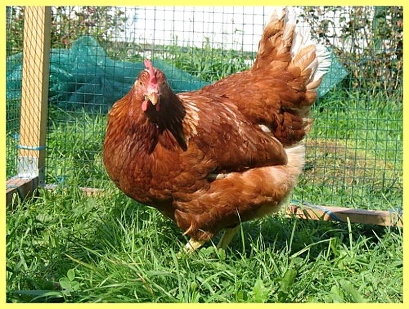 Кура ломан браун фото