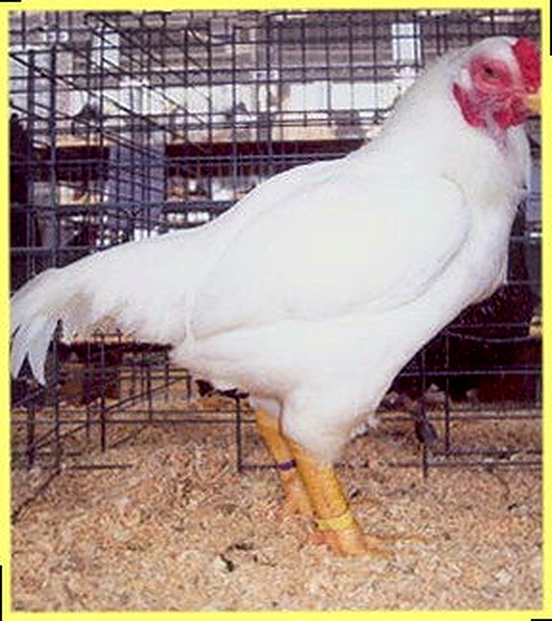 Куры Белая-36 фото