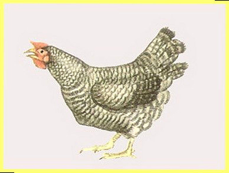 Куры Белларусь-9