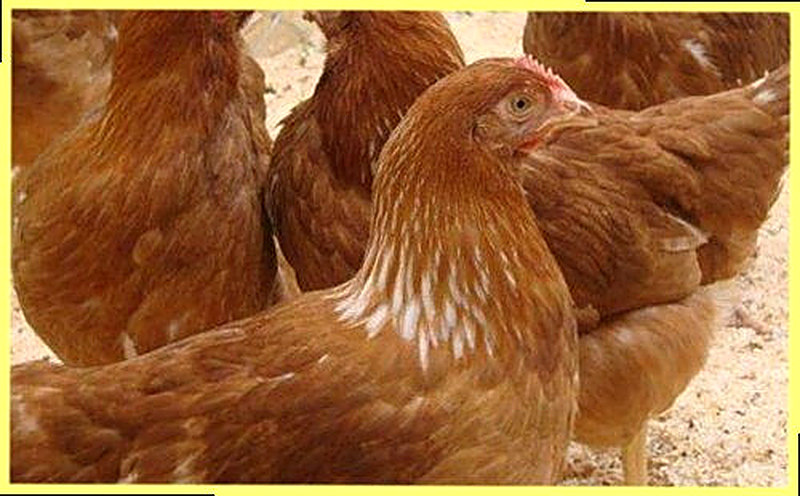 Куры Изобраун фото