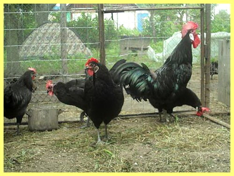 Куры Минорки фото