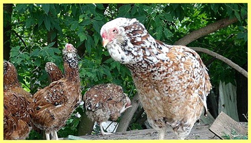 Куры Орловские фото