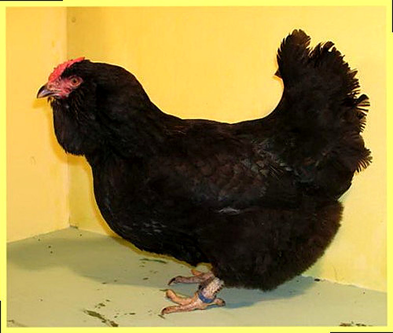 Куры Украинские ушанки фото