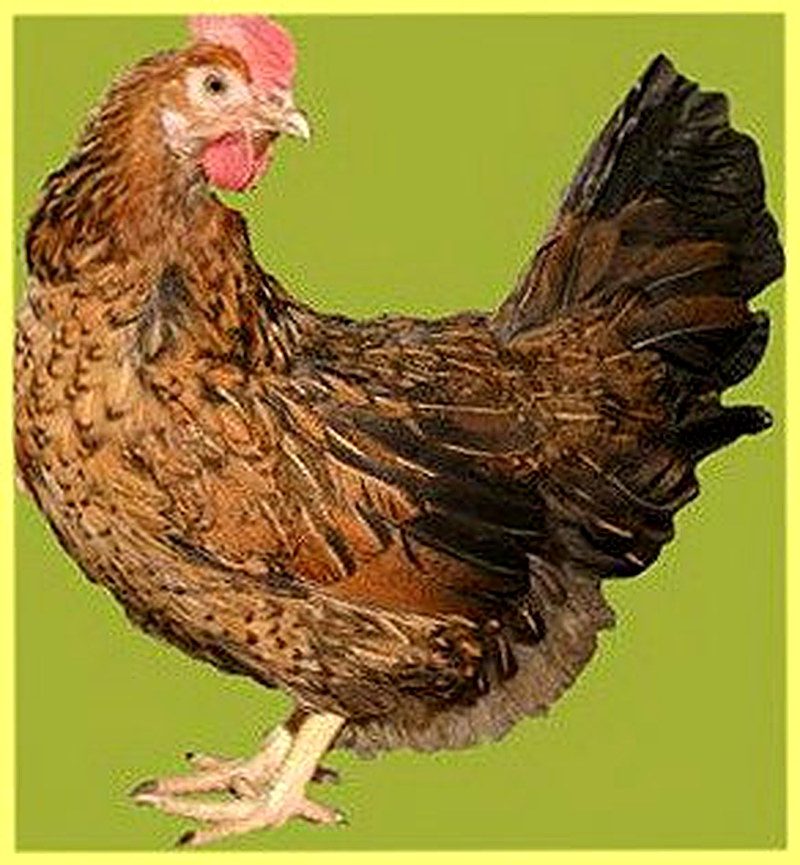 Куры Шаверовский кросс 759 фото