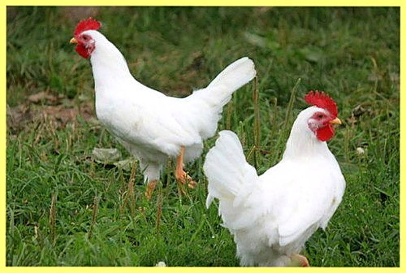 Куры леггорн фото