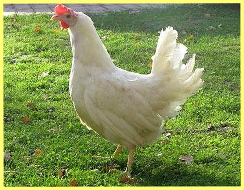 Куры несушки породы хайсек белый