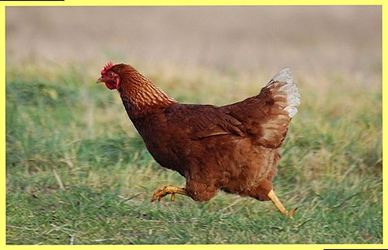 Куры тетра фото