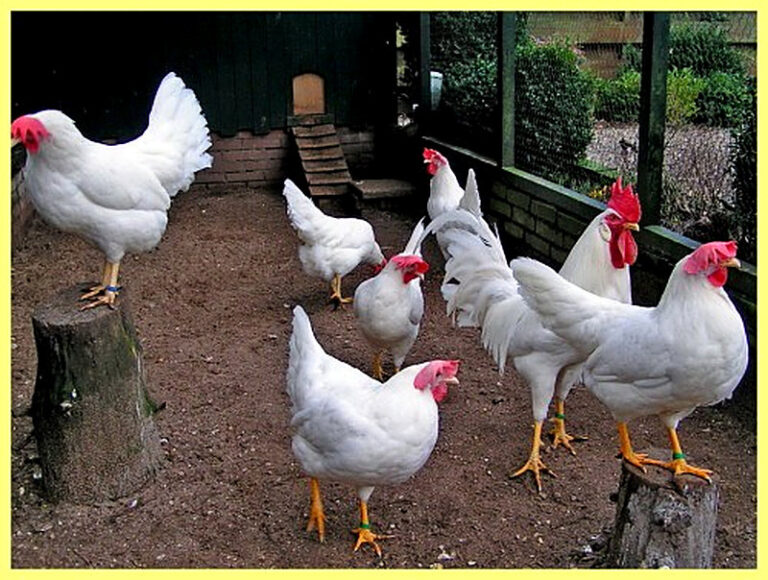 Лучшие породы кур несушек в россии