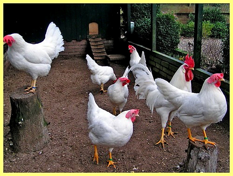 Лучшие породы кур несушек в россии