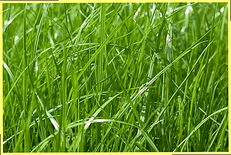 Мятлик луговой для газона