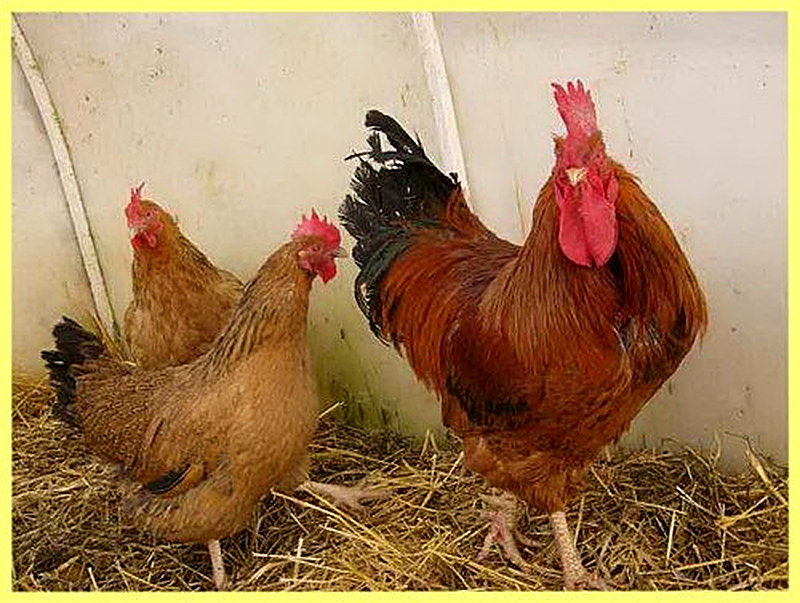 Описание и история кучинской породы кур