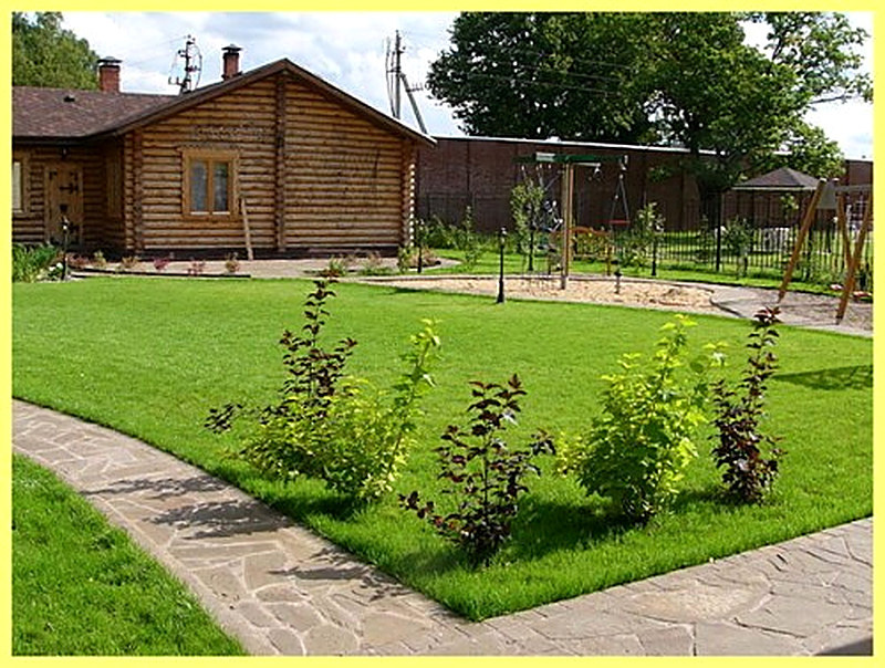 Особенности растения мятлик